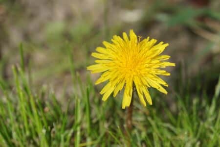La biodiversité bientôt à l'honneur avec un congrès mondial