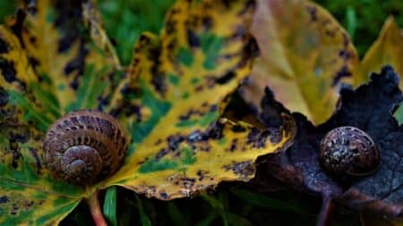 La biodiversité, une "priorité" sans beaucoup de moyens financiers