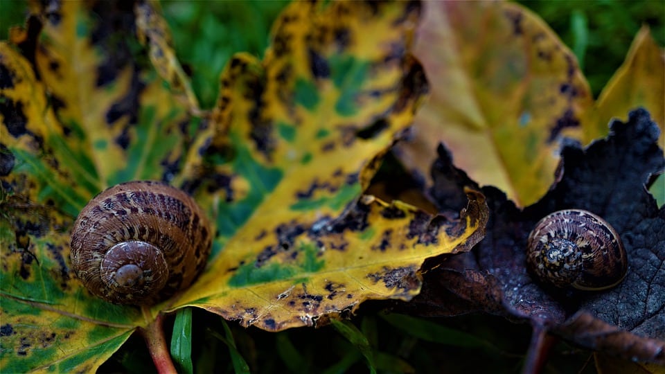 La biodiversité, une "priorité" sans beaucoup de moyens financiers