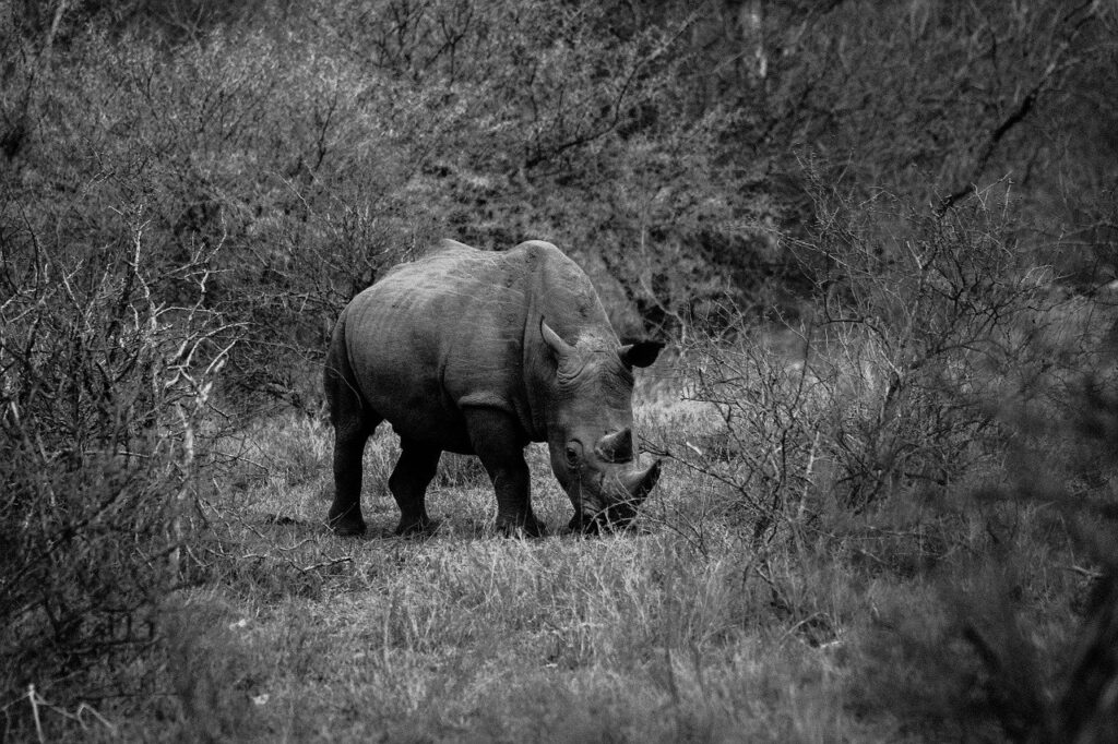 Le rhinocéros noir d’Afrique moins menacé qu’avant