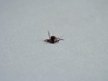 Vaccin contre Lyme : un laboratoire français vise une commercialisation pour 2025