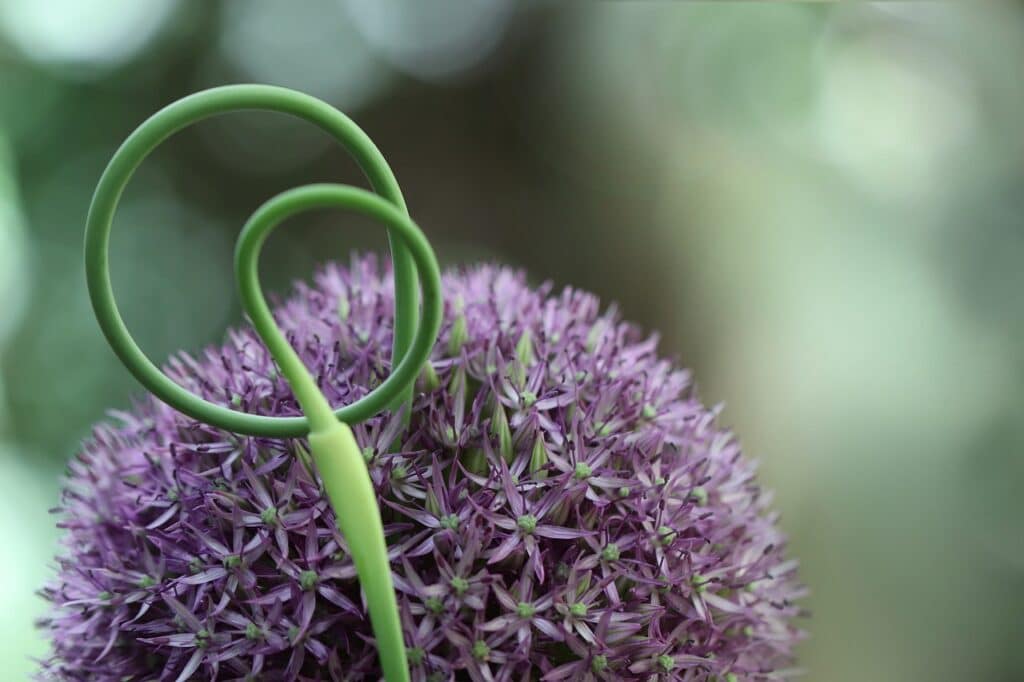 CETA : Greenpeace l'oppose au climat