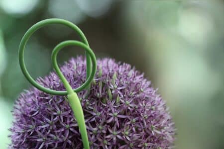 CETA : Greenpeace l'oppose au climat