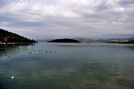 Les dégâts du plastique sur les huitres