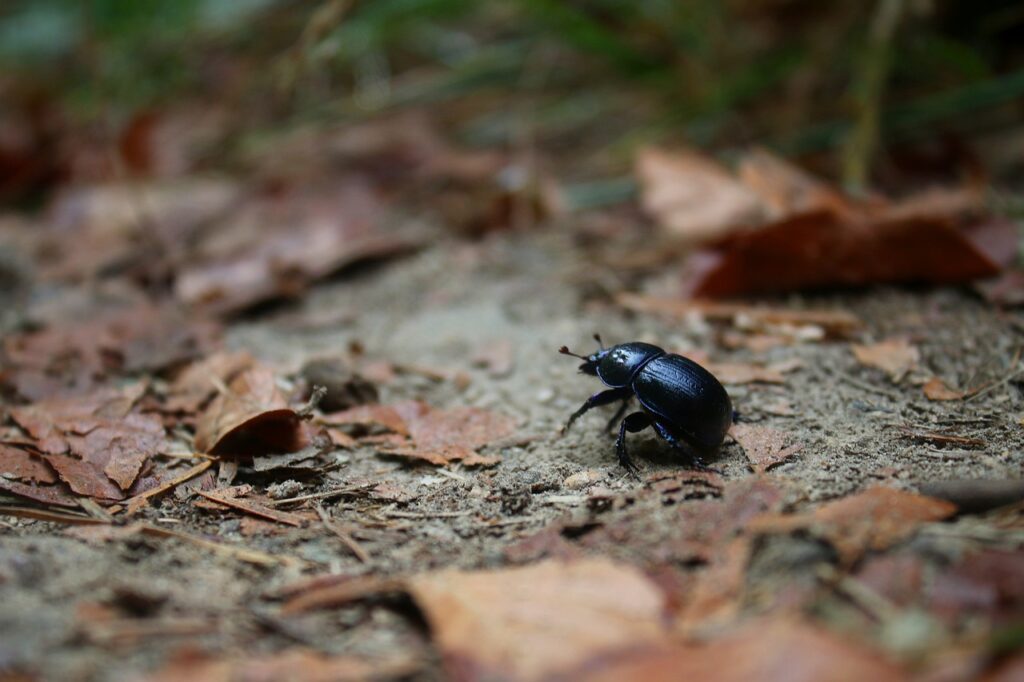 Ouverture d’une méga ferme d’insectes près d’Amiens