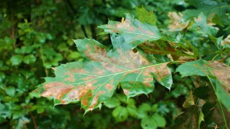 La RSE en question et en loi devant le Parlement européen