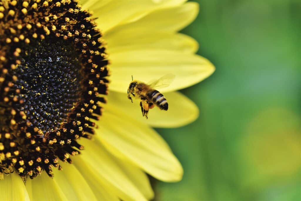 Abeilles : lancement d’une Consultation scientifique sur les risques liés aux pressions environnementales