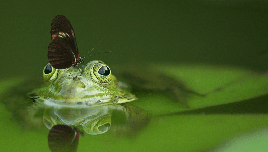 Biodiversité : un rapport alarmant sur la détérioration en France depuis 2008