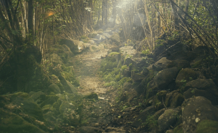 Prévenir les incendies en gérant mieux les forêts
