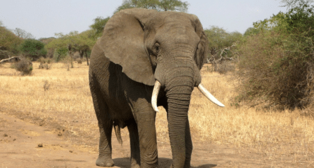 L’IUCN élève son niveau d’alerte concernant les éléphants d’Afrique