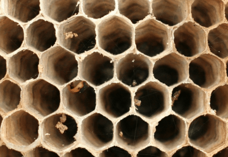 Frelons asiatiques : l’invention d’un piège sans produit chimique change la donne