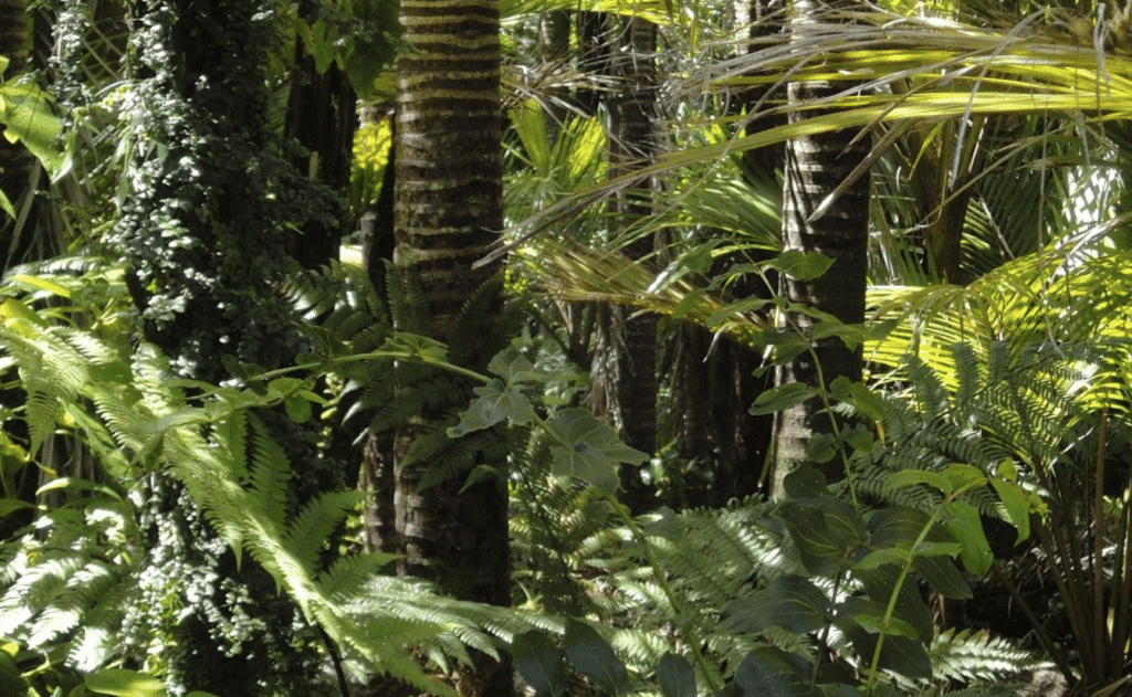 Se désintéresser du sort de l’Amazonie et de forêts d’Asie n’est pas raisonnable