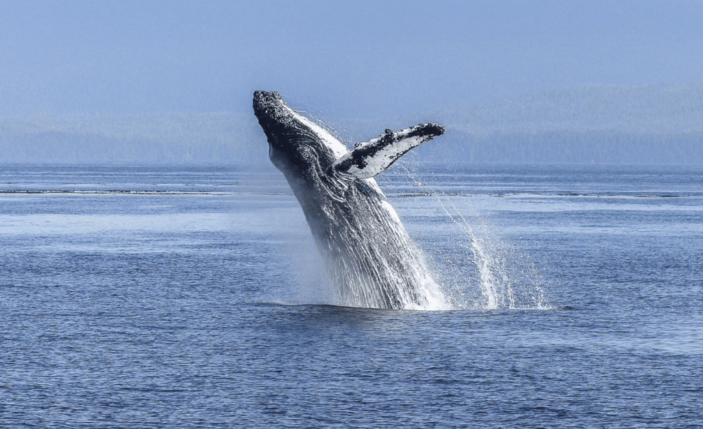 Réapparition de « bonne augure » des baleines bleues