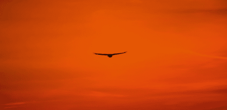 La LPO lance une offensive judiciaire contre les effets des pesticides sur les oiseaux