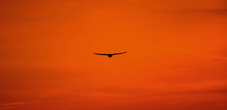 La LPO lance une offensive judiciaire contre les effets des pesticides sur les oiseaux