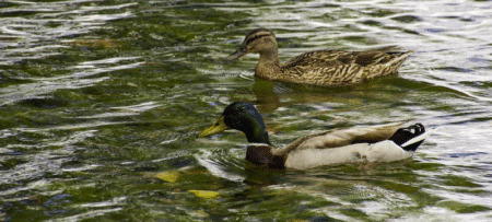Fuite d’une cuve et coloration de la Seine à Rouen