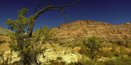 Californie : les incendies comme péril habituel aux causes climatiques