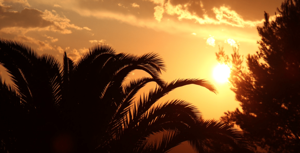 Empoisonnement au chlordécone : annonce de nouvelles actions judiciaires