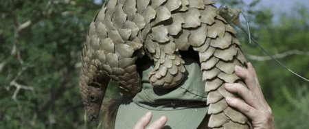 Goldman pour l’environnement décerné au protecteur du Pangolin