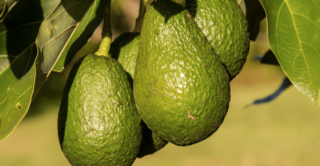 Les conséquences environnementales et sociales de notre consommation d’avocats