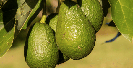 Les conséquences environnementales et sociales de notre consommation d’avocats