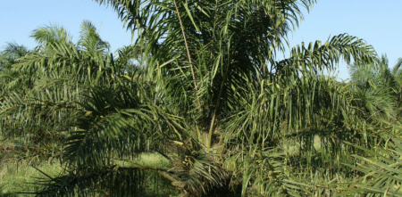 Total s’engage à se détourner de l’huile de palme d’ici 2023