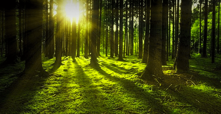 L’UE lance un plan forêt dans le cadre de sa politique anti émissions de CO2