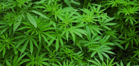 Cannabis et schizophrénie vont de paire, pointe une étude