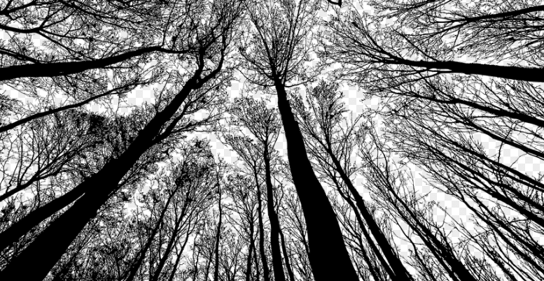 Raves party : inquiétude des associations de défense de l’environnement en Bretagne