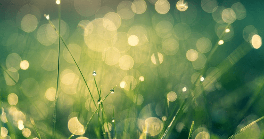 Faut-il supprimer les gazons impeccables de nos vies