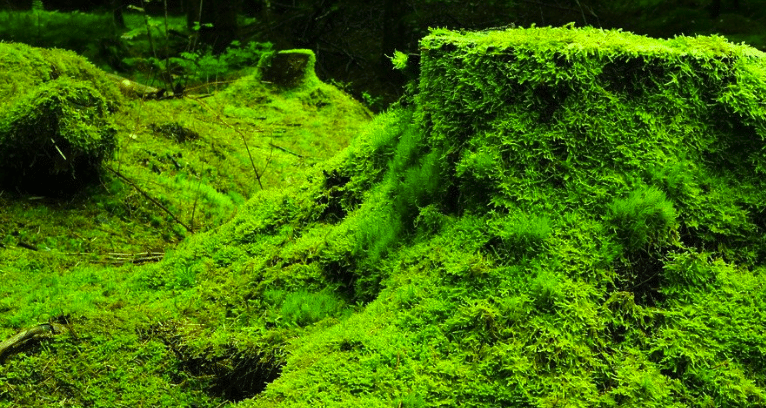 Neuf fondations déboursent 5 milliards de dollars pour l’environnement