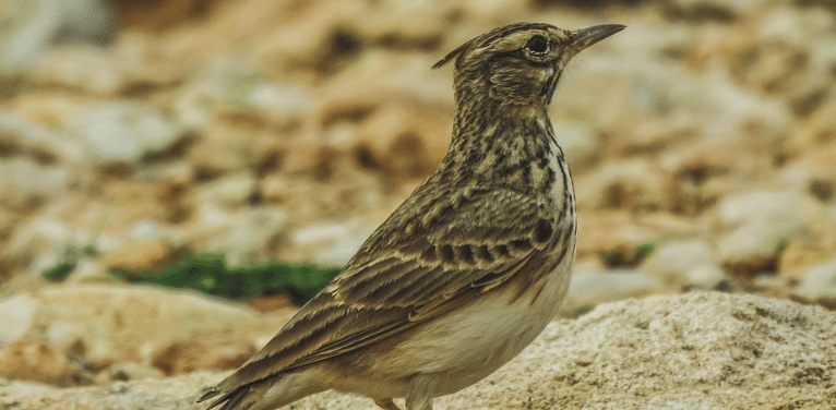 Autorisation de chasses traditionnelles d’oiseaux : la LPO saisi le Conseil d’Etat