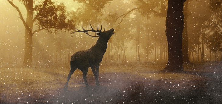 Aux États-Unis, inquiétudes concernant la propagation du Covid-19 par les cerfs