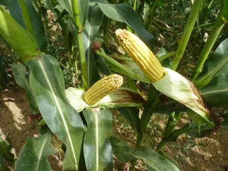 UE et OGM, le Conseil doit décider de l’autorisation du maïs 1507