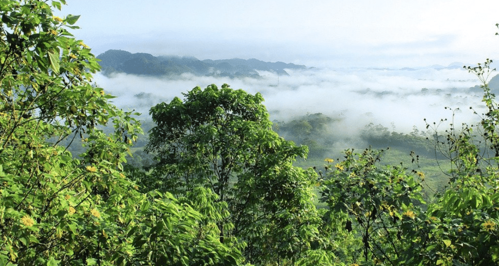 En 2020 et 2021, l’inquiétante déforestation de l’Amazonie brésilienne
