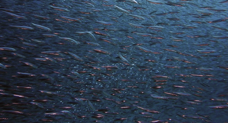 Chalutage en eaux profondes : une technique de pêche toujours plus contestée