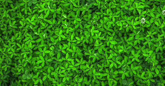 La traque au « Greenwashing »