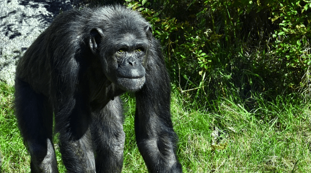 Les conséquences des pesticides sur des primates dans leur milieu naturel