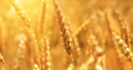 La FNSEA se penche sur les conséquences de la guerre en Ukraine sur l’agriculture