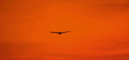 Chasse : les effets du plomb sur les rapaces