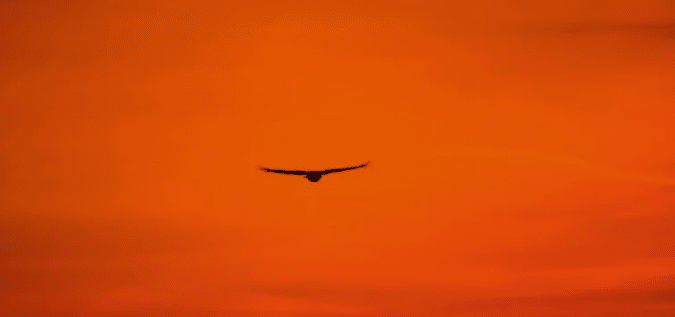 Chasse : les effets du plomb sur les rapaces