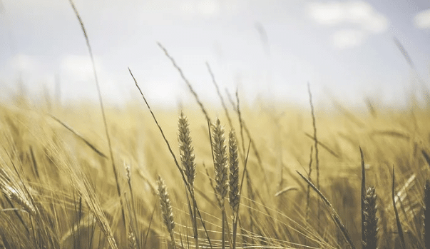 Alimentation : la FAO en état d’alerte sur la situation mondiale