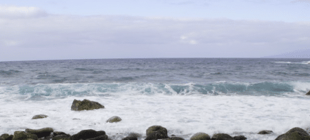 Nourriture et biocarburant : le potentiel encore sous exploité des algues