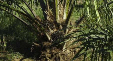 L’Indonésie déstabilise le marché mondial de l’huile de palme en cessant d’exporter
