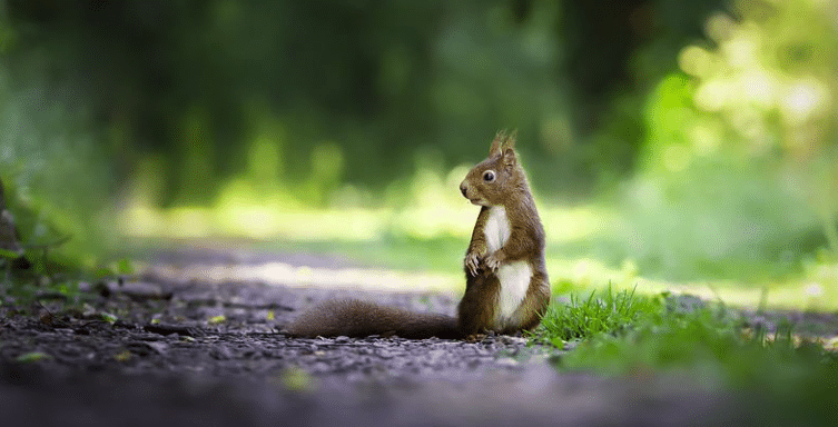 Protéger les écureuils pour favoriser la reforestation