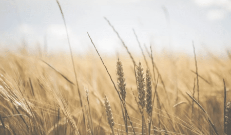 Pénuries et hausse des prix : discussions entre la FAO et la Commission européenne