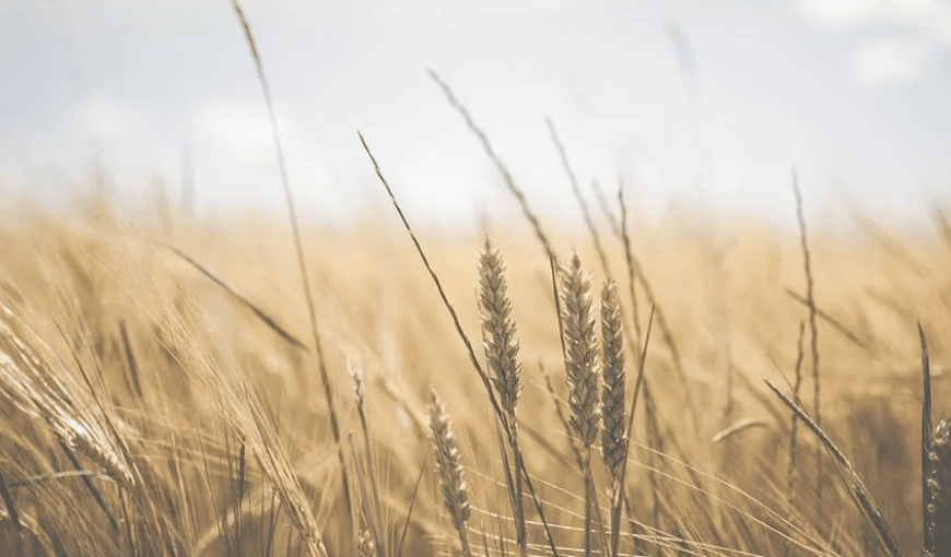 Pénuries et hausse des prix : discussions entre la FAO et la Commission européenne
