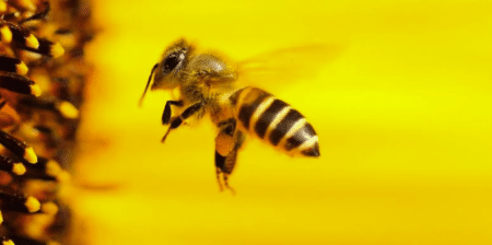 Journée mondiale des abeilles : la FAO souligne l’importance de leur conservation