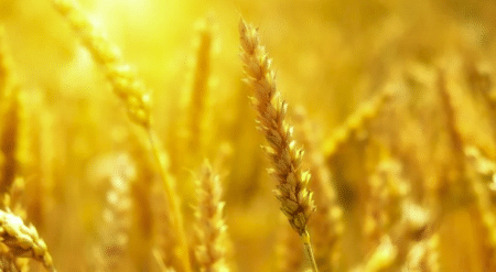 La FAO s’inquiète de la baisse globale de nourriture et de la hausse des prix