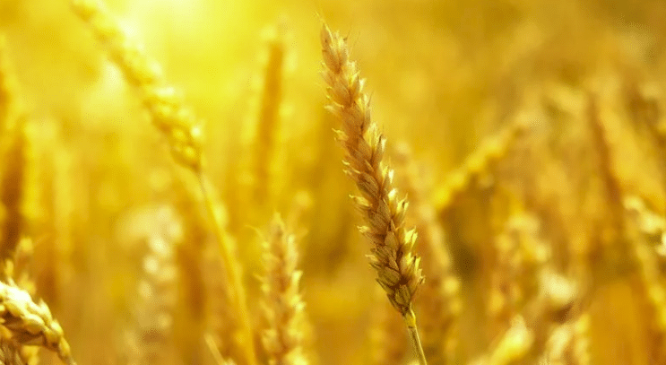 La FAO s’inquiète de la baisse globale de nourriture et de la hausse des prix